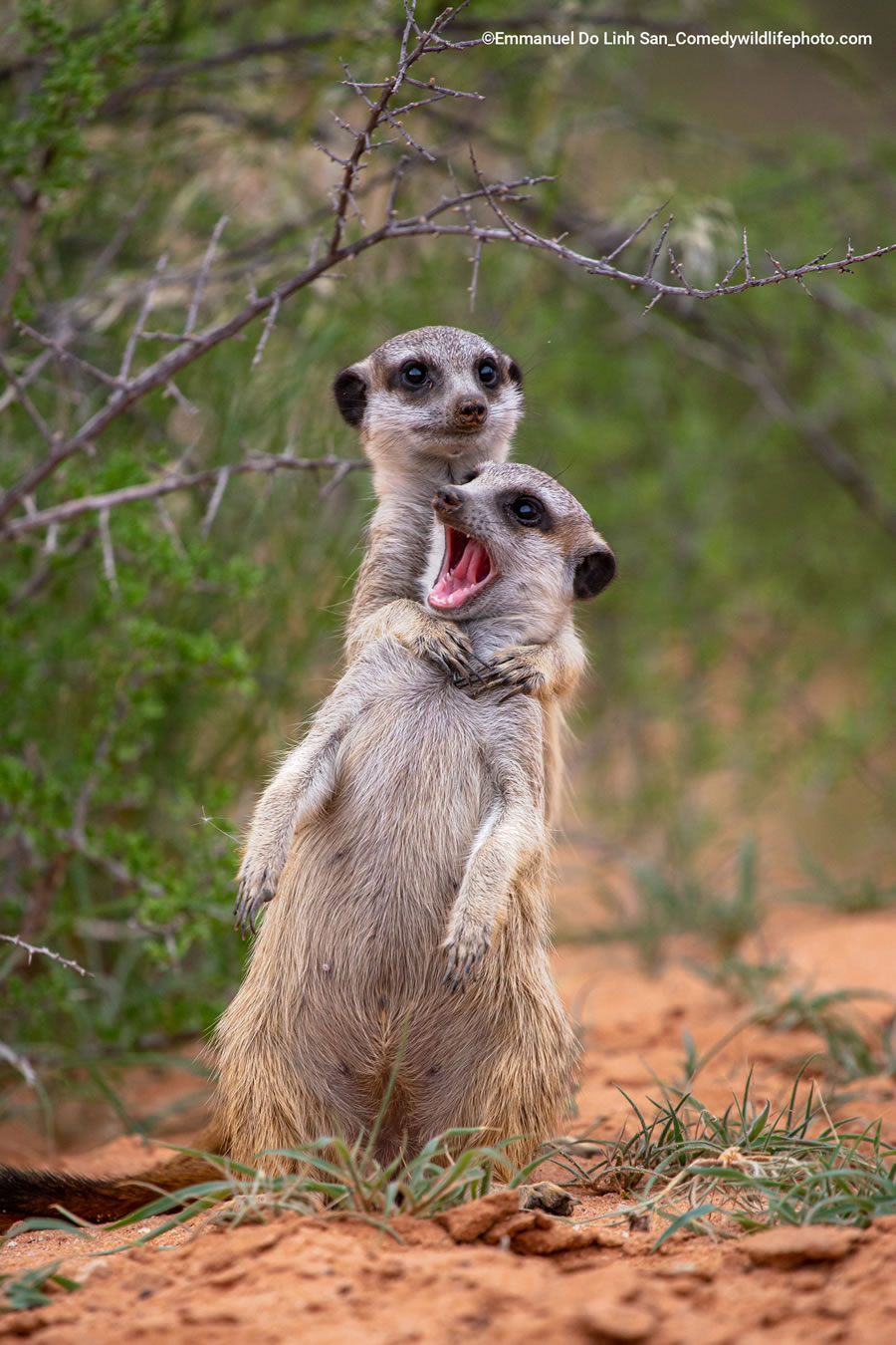 2022 Comedy Wildlife Photography Finalists