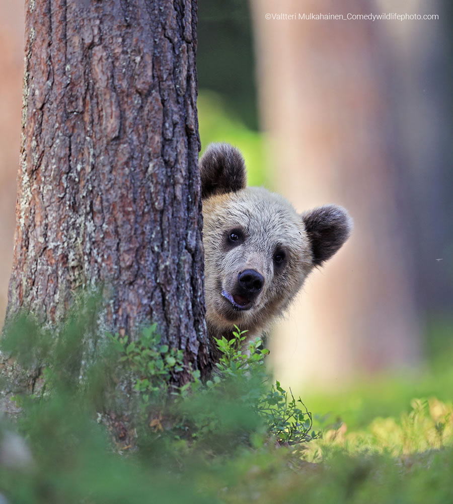 2022 Comedy Wildlife Photography Finalists