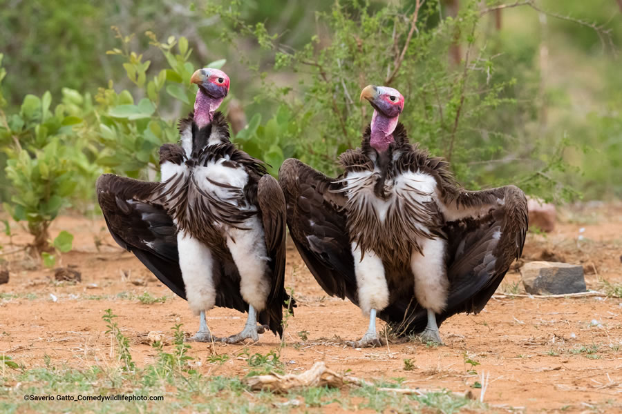 2022 Comedy Wildlife Photography Finalists