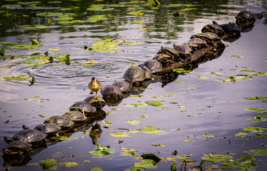 2022 Comedy Wildlife Photography Finalists