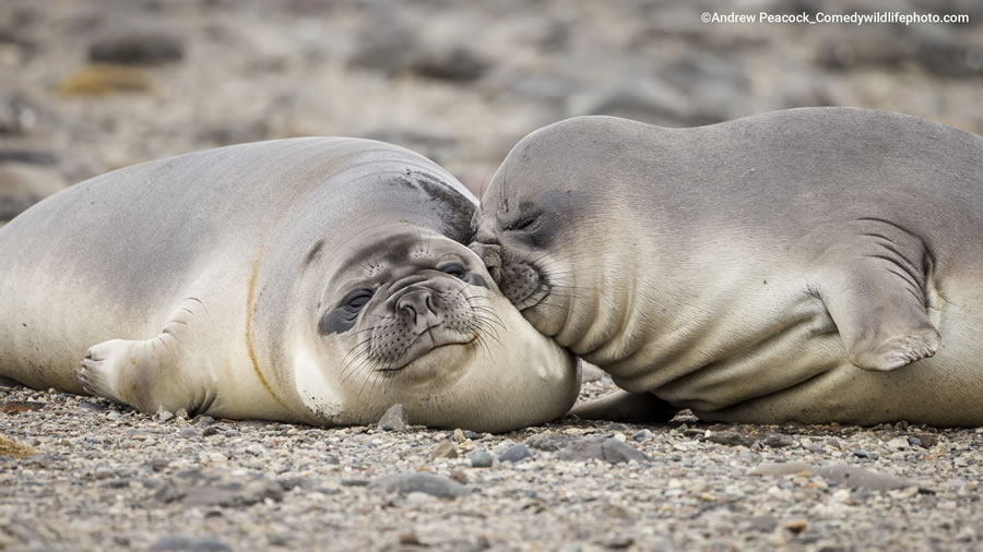 2022 Comedy Wildlife Photography Finalists