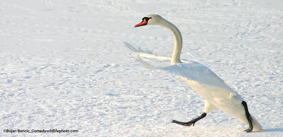 2022 Comedy Wildlife Photography Finalists