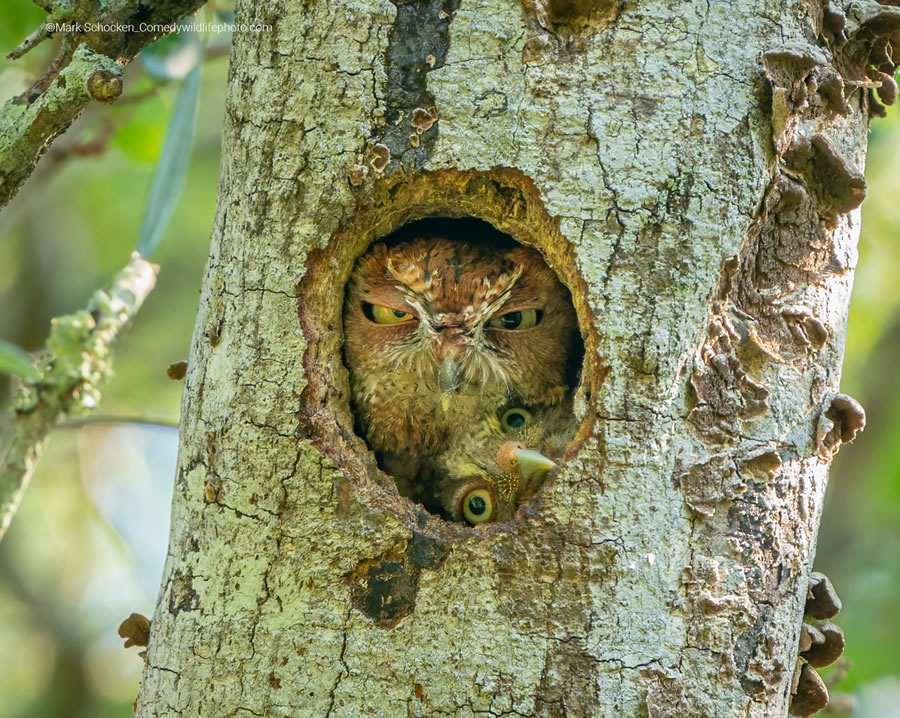 2022 Comedy Wildlife Photography Finalists