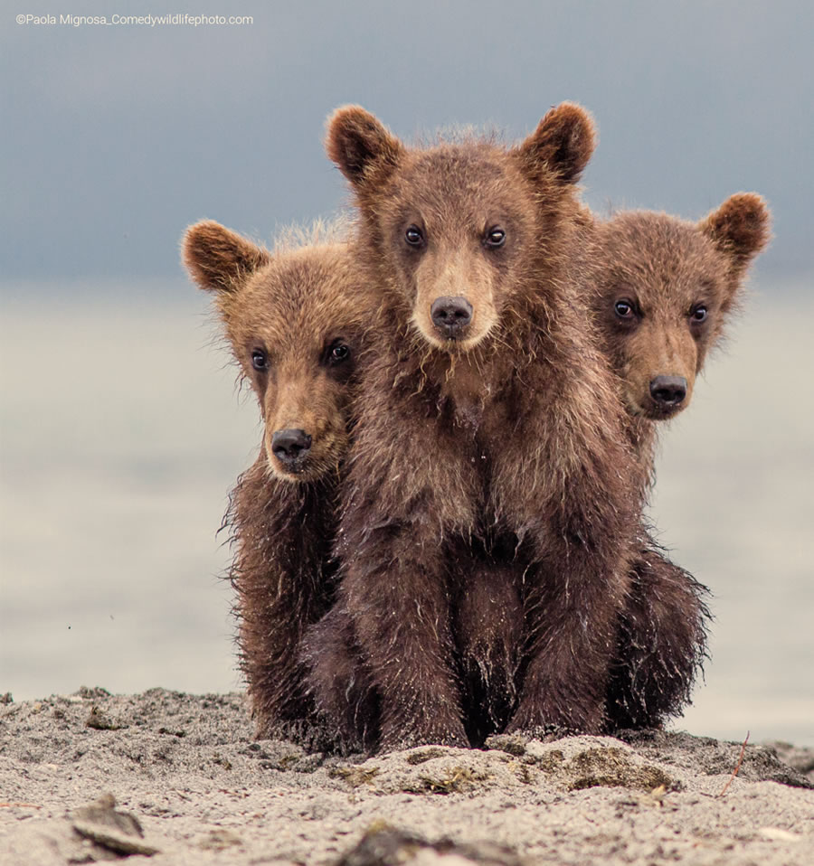 2022 Comedy Wildlife Photography Finalists