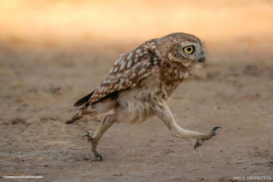 2022 Comedy Wildlife Photography Finalists