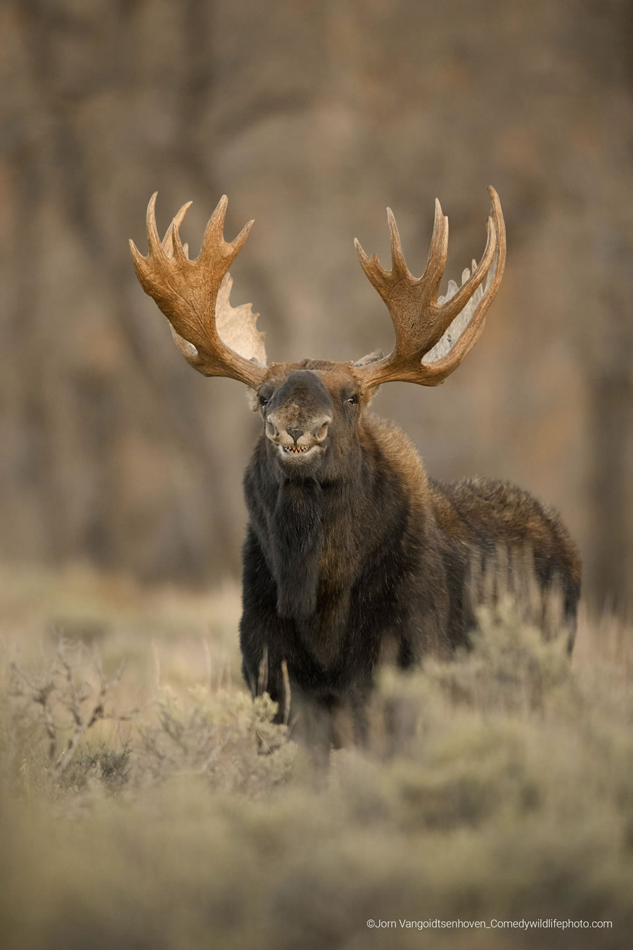 2022 Comedy Wildlife Photography Finalists