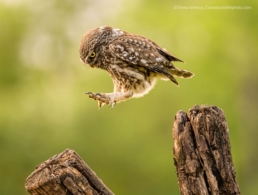 2022 Comedy Wildlife Photography Finalists