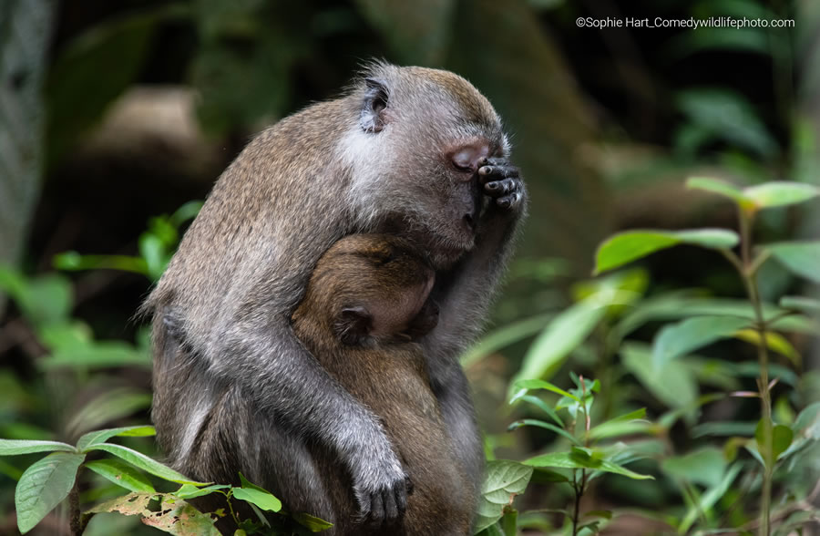 2022 Comedy Wildlife Photography Finalists