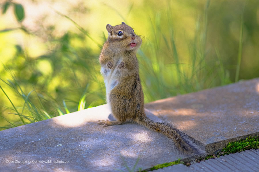 40 Funniest Photos Of The Comedy Wildlife Photography Awards 2022