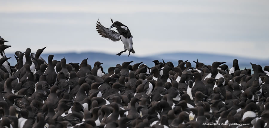 2022 Comedy Wildlife Photography Finalists