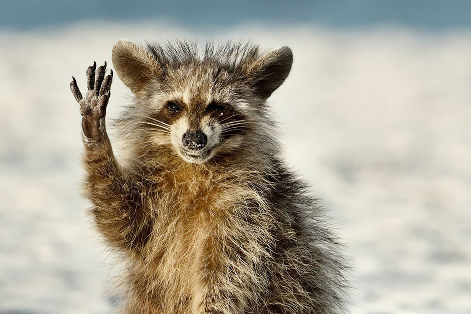 2022 Comedy Wildlife Photography Finalists