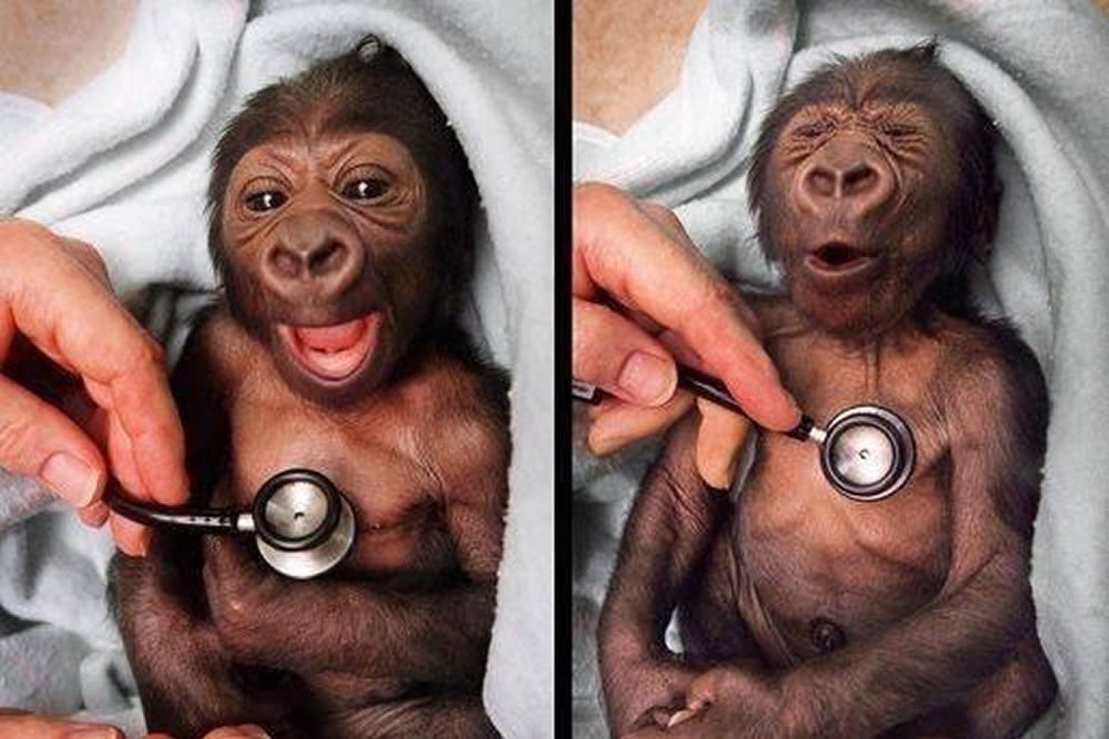 Cutest Photos Of Baby Animals