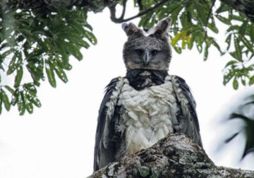 Harpy Eagle