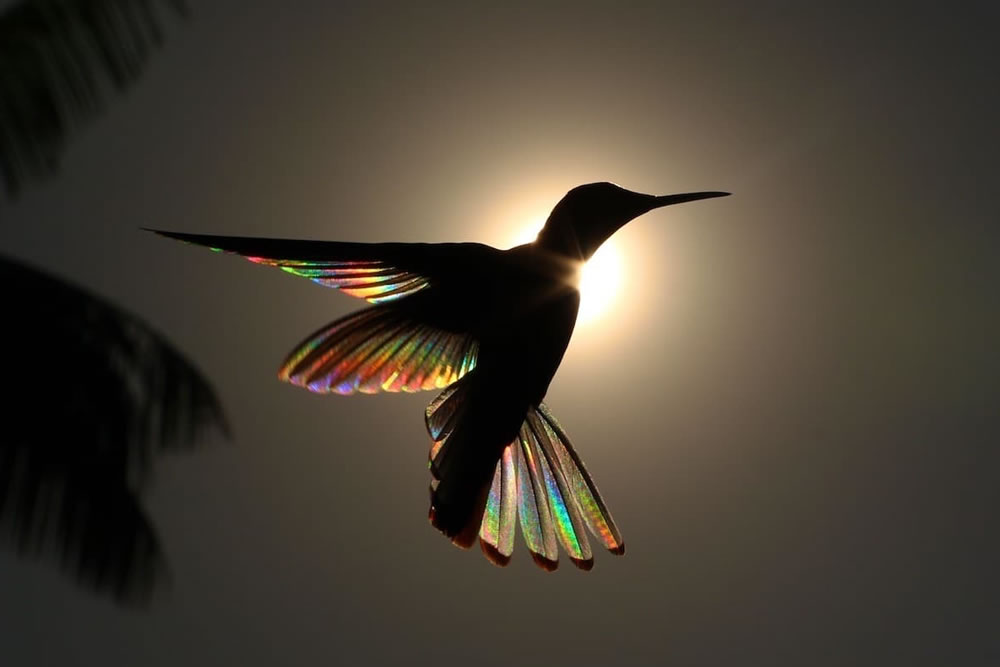 Hummingbird Wings Rainbow Light by Christian Spencer