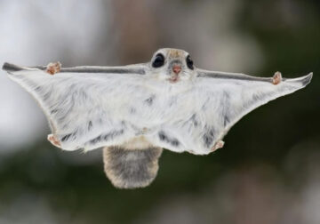 Japanese Dwarf Flying Squirrels