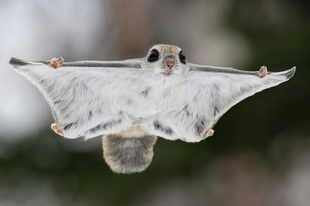 Japanese Dwarf Flying Squirrels That Are Probably Cutest Animals On Earth