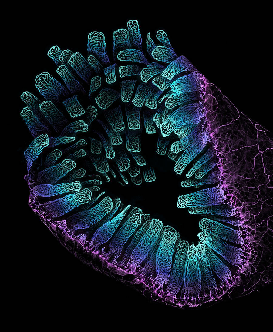 Nikon Small World Photomicrography