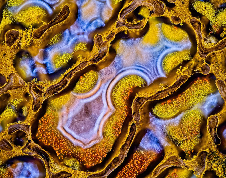 Nikon Small World Photomicrography