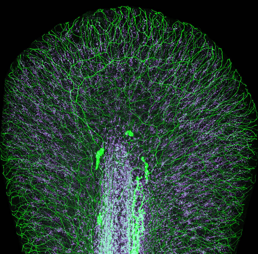 Nikon Small World Photomicrography