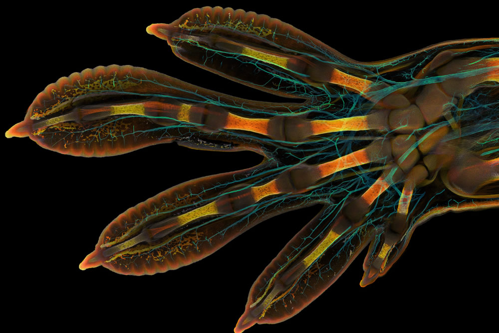Nikon Small World Photomicrography