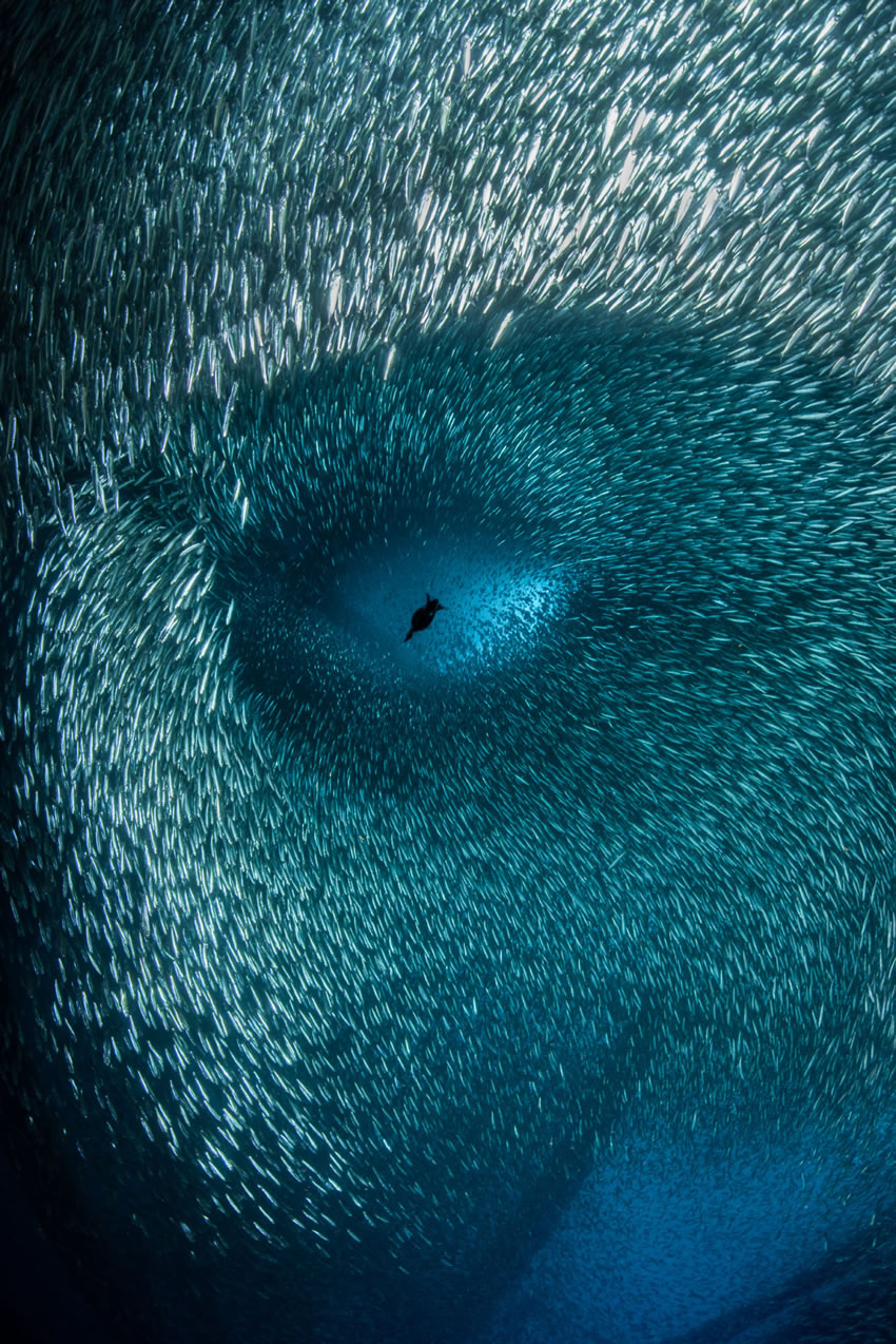 Ocean Photography Awards 2022