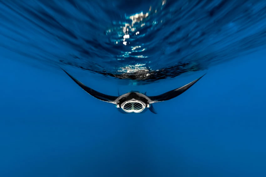 Ocean Photography Awards 2022