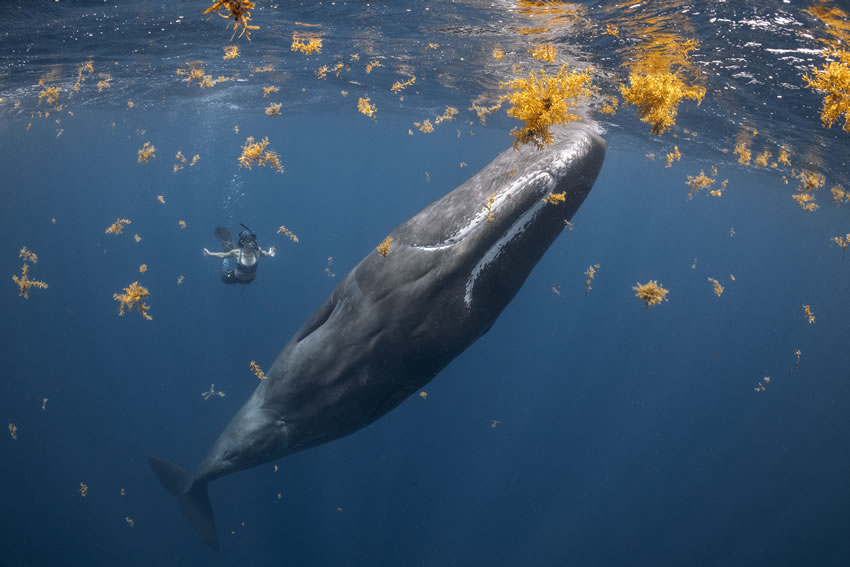 Ocean Photography Awards 2022