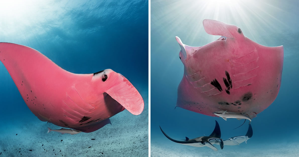 Why Is This Manta Ray Pink?