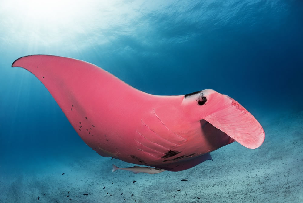 Pink Manta Ray Photos