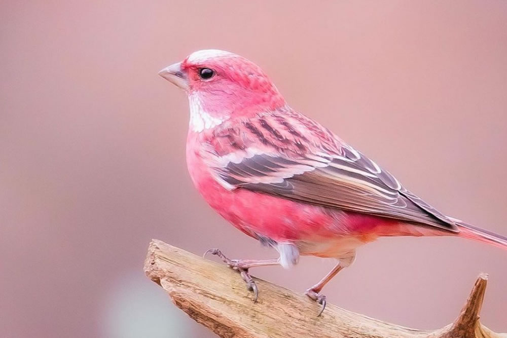 Pink-browed Rosefinch Bird