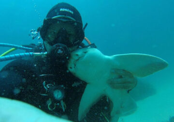 Shark Swims for a Cuddle by Rick Anderson