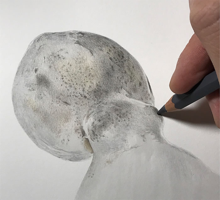 Step-By-Step Process On Drawing A Realistic Octopus