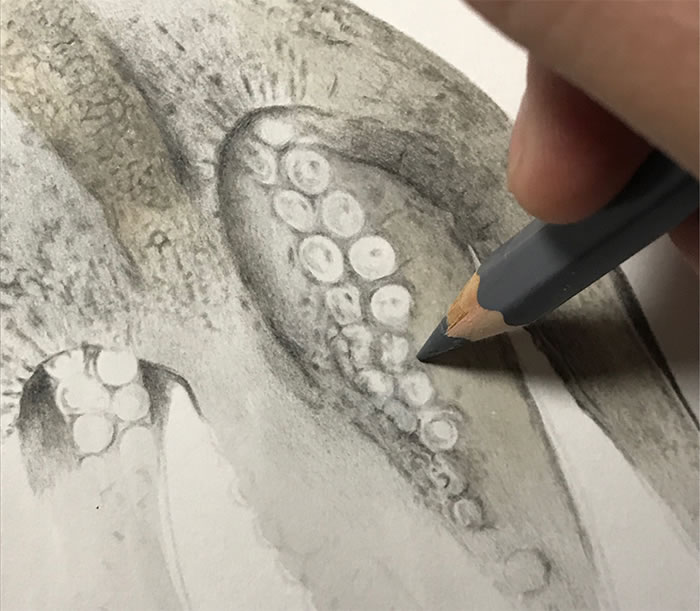 Step-By-Step Process On Drawing A Realistic Octopus