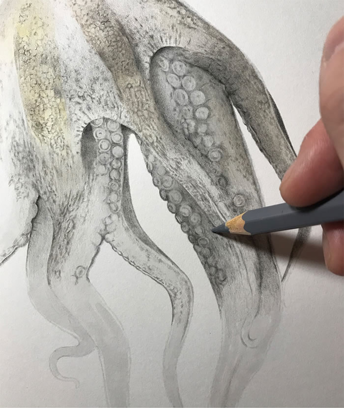 Step-By-Step Process On Drawing A Realistic Octopus