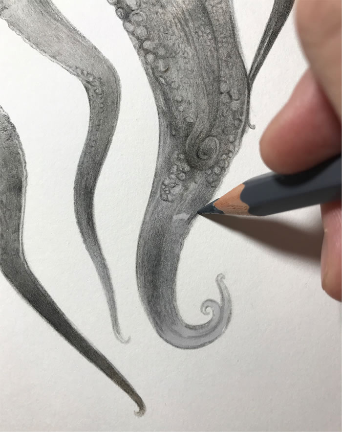 Step-By-Step Process On Drawing A Realistic Octopus