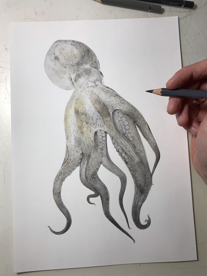 Step-By-Step Process On Drawing A Realistic Octopus