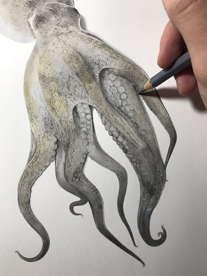 Step-By-Step Process On Drawing A Realistic Octopus