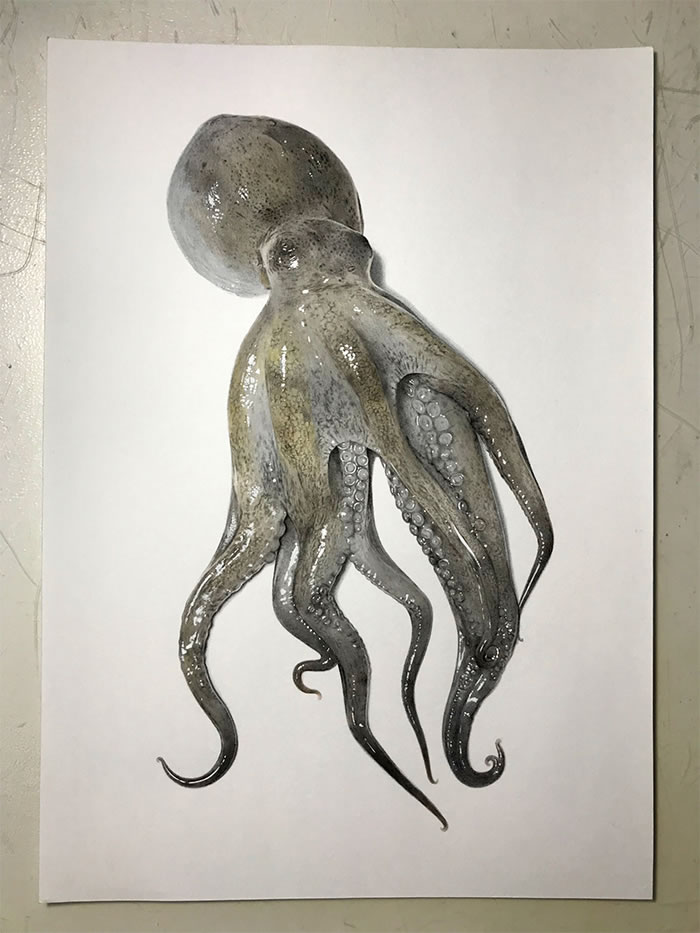 Step-By-Step Process On Drawing A Realistic Octopus