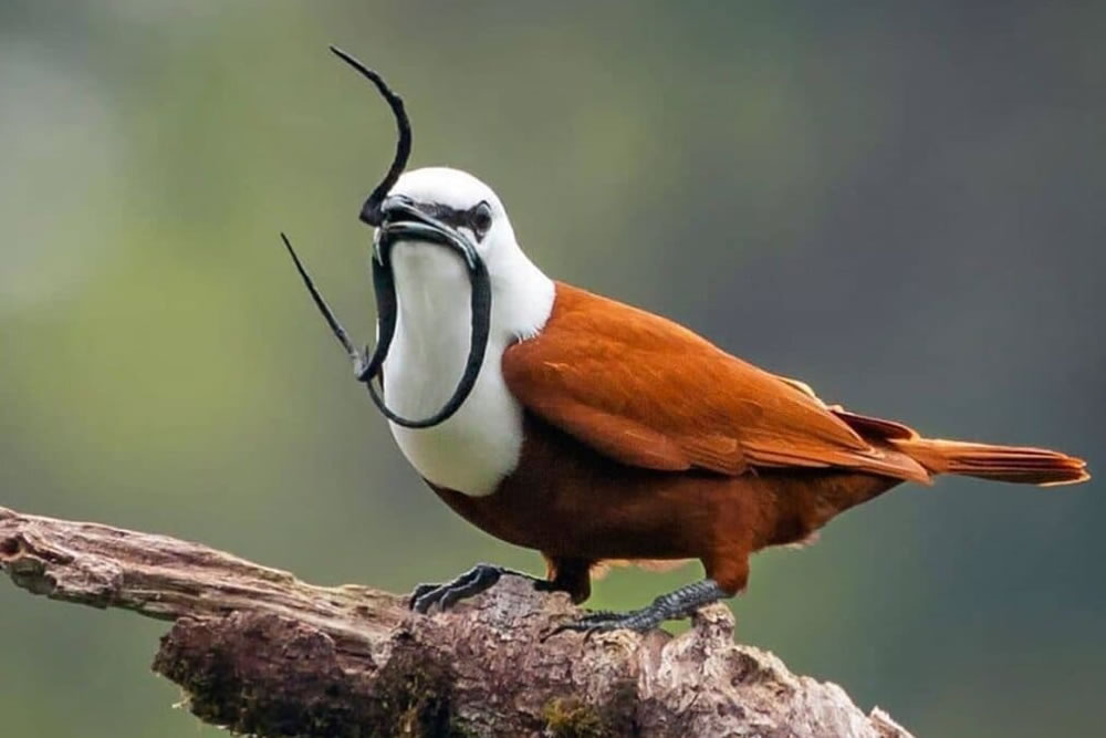 Meet The Three-Wattled Bellbird, A Unique Bird That Has A Moustache