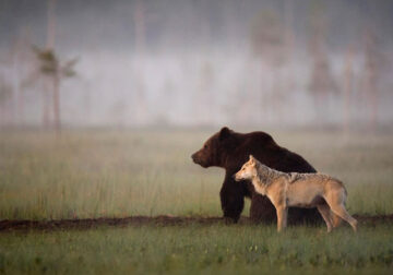 Friendship Between Wolf And Bear