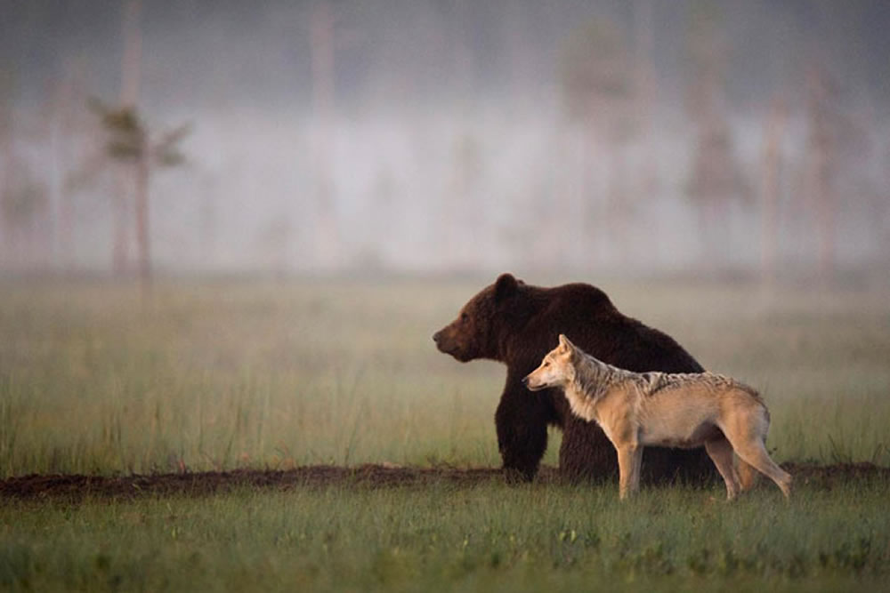 Friendship Between Wolf And Bear