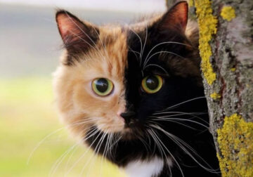 Yana Chimera Two Faced Cat