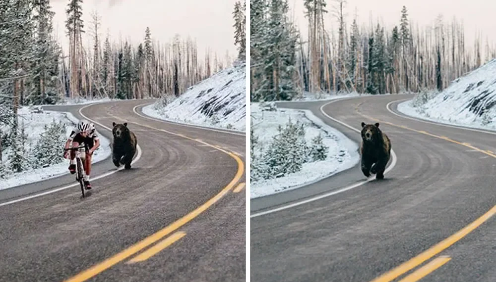 Cyclist chased by bear on snowy road, edited vs original comparison