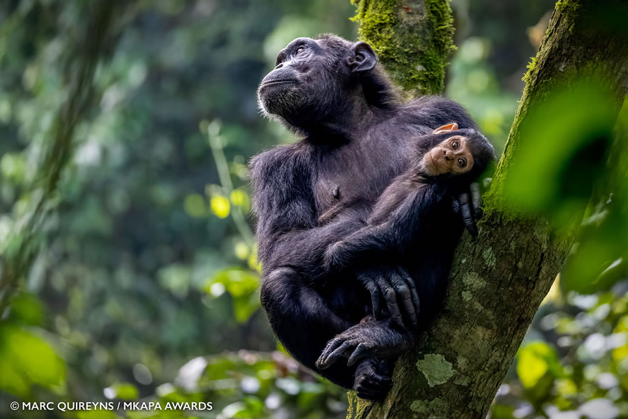 African Wildlife Photography Awards 2022