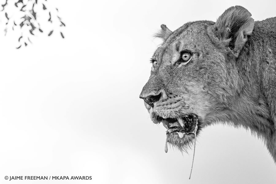 African Wildlife Photography Awards 2022