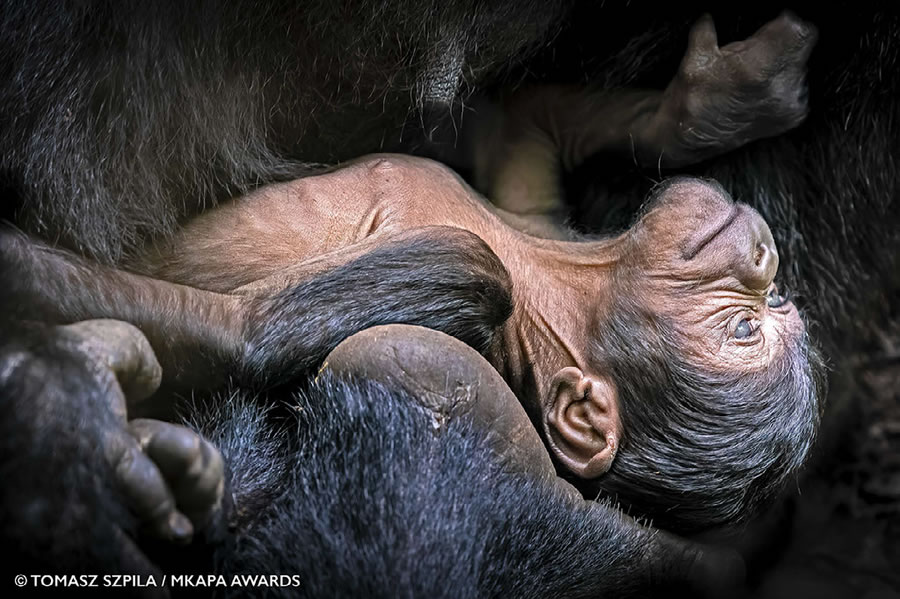 Mkapa Awards photo exhibit at Four Arts showcases wildlife of Africa