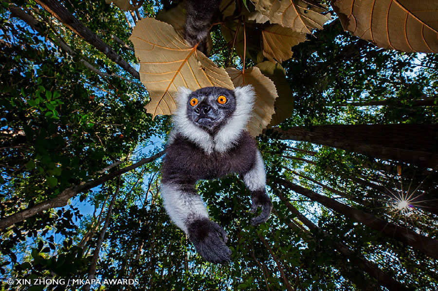 Mkapa Awards photo exhibit at Four Arts showcases wildlife of Africa