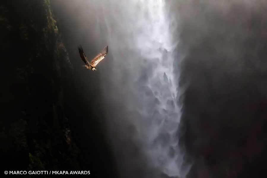 African Wildlife Photography Awards 2022