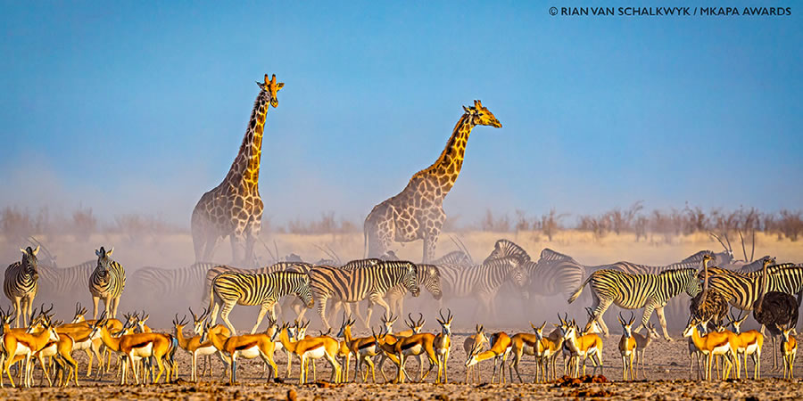 Mkapa Awards photo exhibit at Four Arts showcases wildlife of Africa