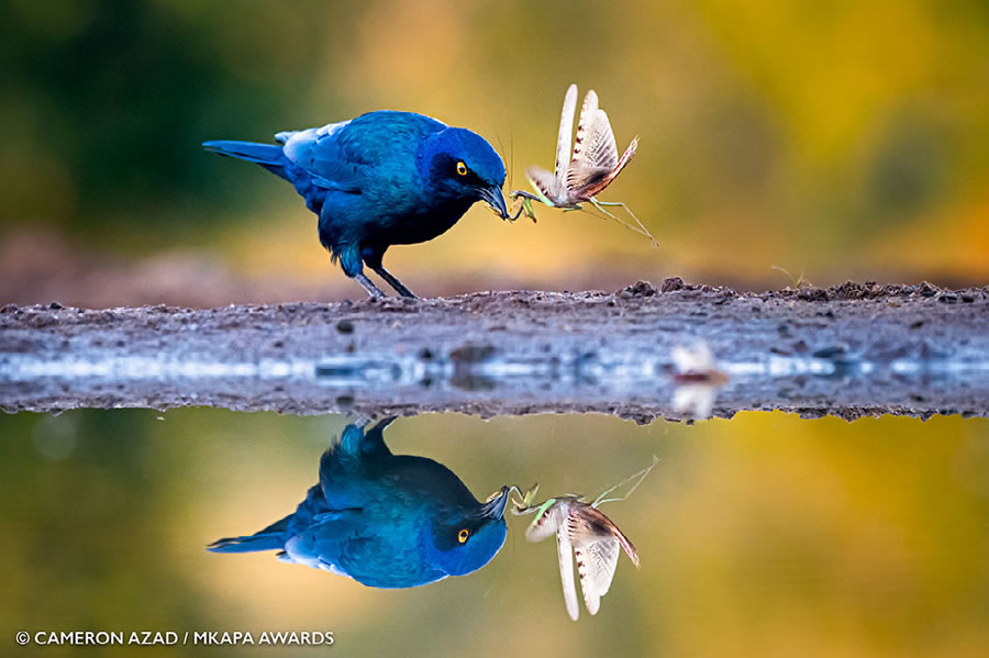 African Wildlife Photography Awards 2022